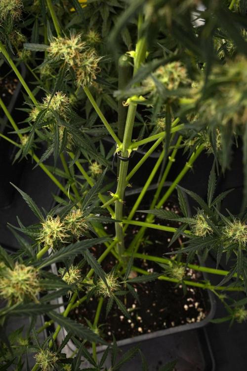 Amnesia Haze Auto by Zamnesia Pheno A. Week 9 - Amnesia Haze Auto  Pheno A