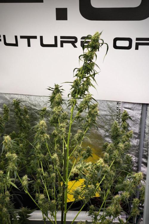 Amnesia Haze Auto by Zamnesia Pheno A. Week 9 - Amnesia Haze Auto  Pheno A