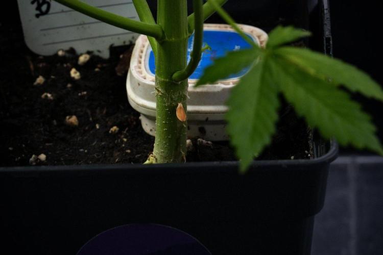 Pheno B Amnesia Haze Auto by Zamnesia. Week 9 - Amnesia Haze Auto  Pheno B 