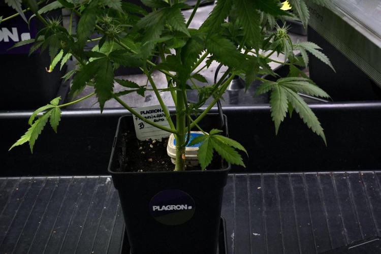 Pheno B Amnesia Haze Auto by Zamnesia. Week 9 - Amnesia Haze Auto  Pheno B 