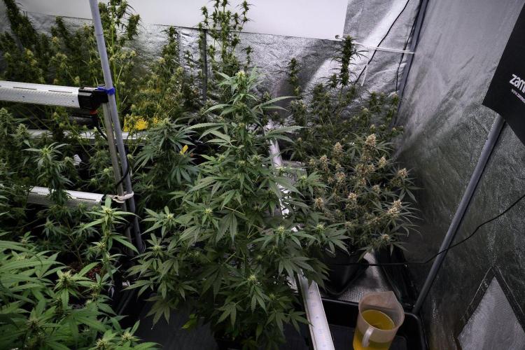 Pheno B Amnesia Haze Auto by Zamnesia. Week 9 - Amnesia Haze Auto  Pheno B 