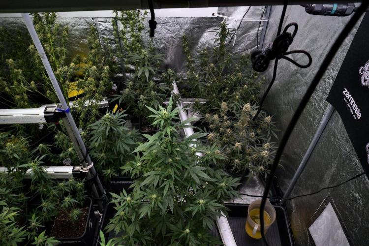 Pheno B Amnesia Haze Auto by Zamnesia. Week 9 - Amnesia Haze Auto  Pheno B 