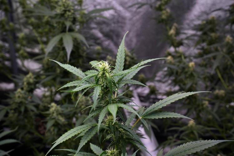 Pheno B Amnesia Haze Auto by Zamnesia. Week 9 - Amnesia Haze Auto  Pheno B 