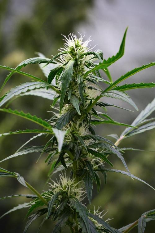Pheno B Amnesia Haze Auto by Zamnesia. Week 9 - Amnesia Haze Auto  Pheno B 