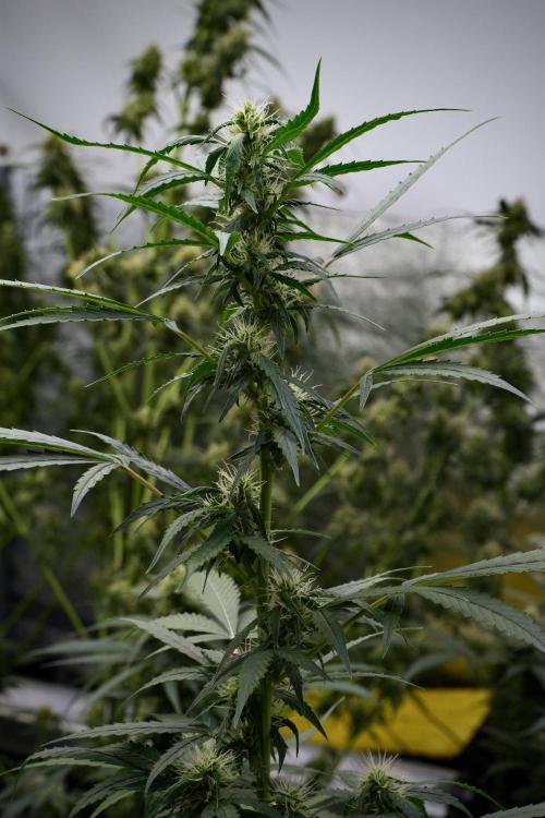 Pheno B Amnesia Haze Auto by Zamnesia. Week 9 - Amnesia Haze Auto  Pheno B 