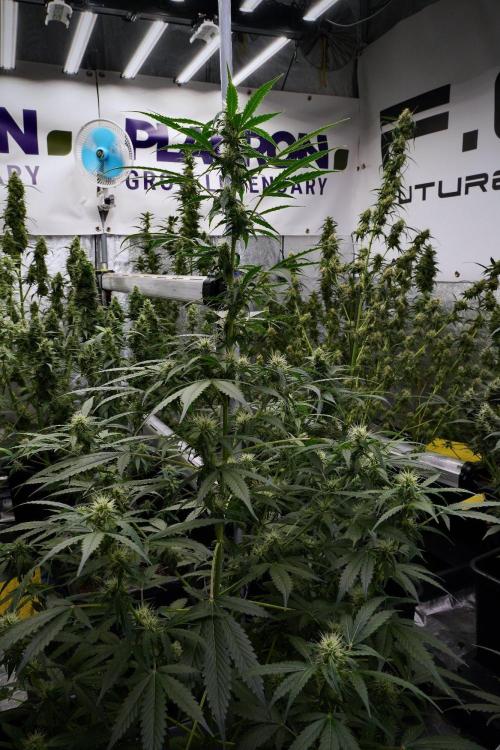 Pheno B Amnesia Haze Auto by Zamnesia. Week 9 - Amnesia Haze Auto  Pheno B 