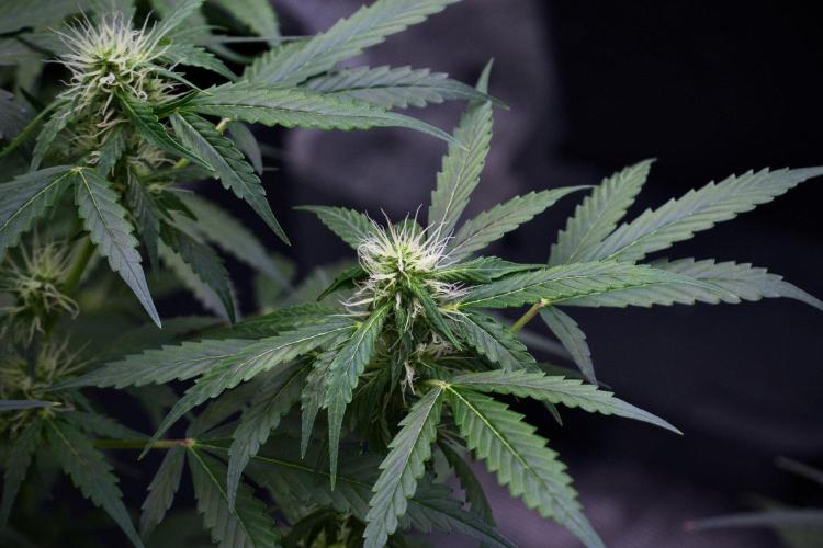 Pheno B Amnesia Haze Auto by Zamnesia. Week 9 - Amnesia Haze Auto  Pheno B 