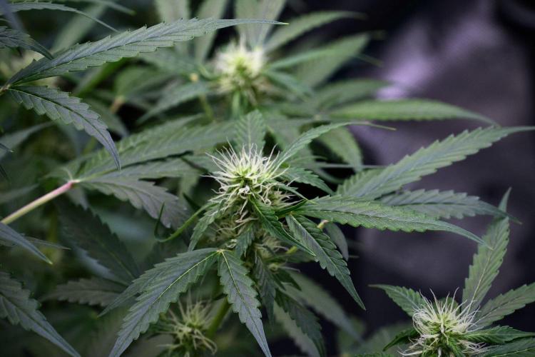 Pheno B Amnesia Haze Auto by Zamnesia. Week 9 - Amnesia Haze Auto  Pheno B 