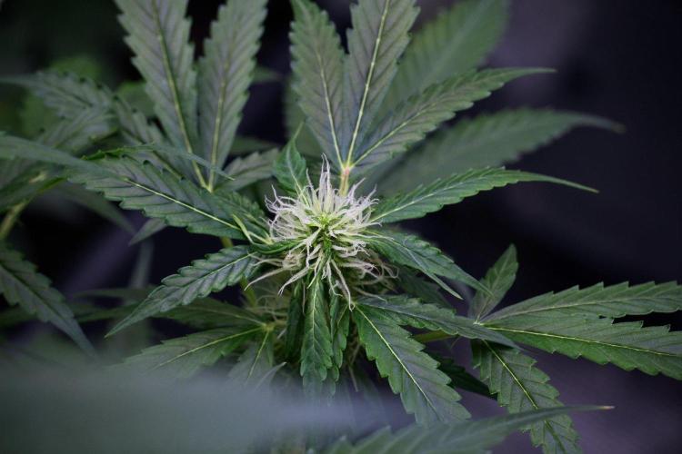 Pheno B Amnesia Haze Auto by Zamnesia. Week 9 - Amnesia Haze Auto  Pheno B 