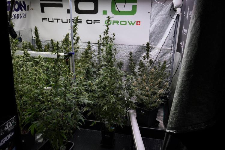 Pheno B Amnesia Haze Auto by Zamnesia. Week 9 - Amnesia Haze Auto  Pheno B 
