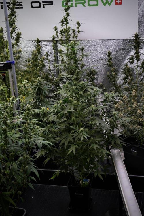 Pheno B Amnesia Haze Auto by Zamnesia. Week 9 - Amnesia Haze Auto  Pheno B 