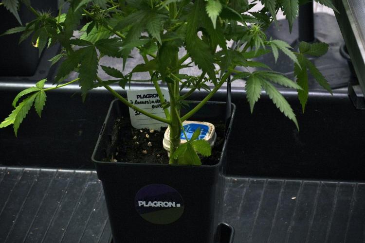 Pheno B Amnesia Haze Auto by Zamnesia. Week 9 - Amnesia Haze Auto  Pheno B 