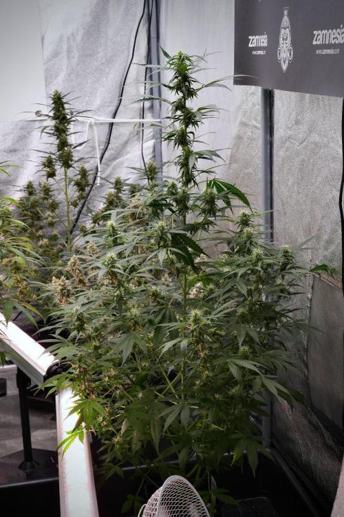 Pheno B Amnesia Haze Auto by Zamnesia. Week 9 - Amnesia Haze Auto  Pheno B 