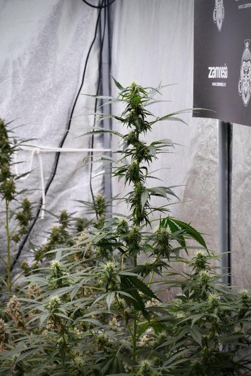 Pheno B Amnesia Haze Auto by Zamnesia. Week 9 - Amnesia Haze Auto  Pheno B 