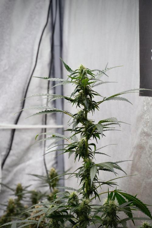 Pheno B Amnesia Haze Auto by Zamnesia. Week 9 - Amnesia Haze Auto  Pheno B 