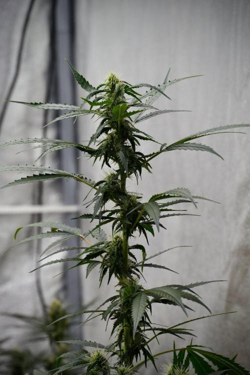 Pheno B Amnesia Haze Auto by Zamnesia. Week 9 - Amnesia Haze Auto  Pheno B 