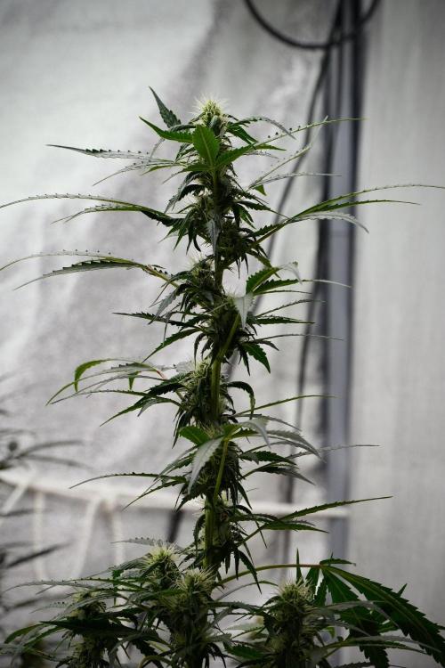 Pheno B Amnesia Haze Auto by Zamnesia. Week 9 - Amnesia Haze Auto  Pheno B 