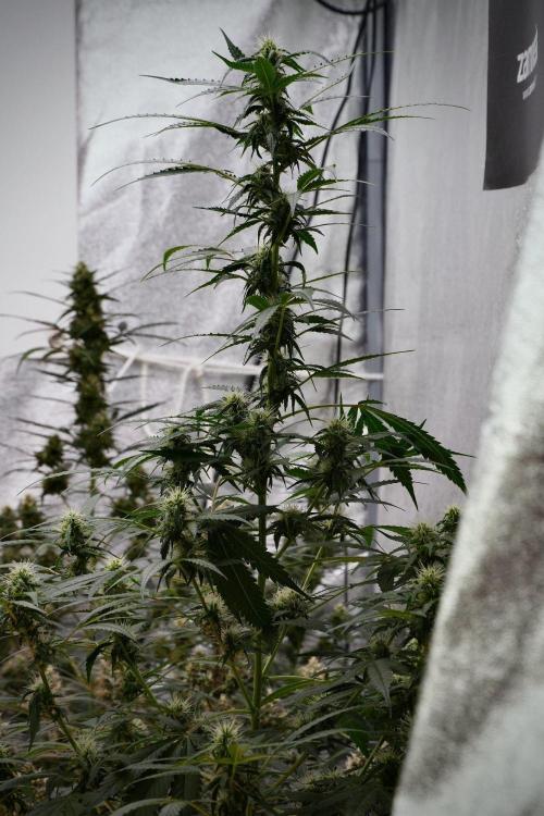 Pheno B Amnesia Haze Auto by Zamnesia. Week 9 - Amnesia Haze Auto  Pheno B 