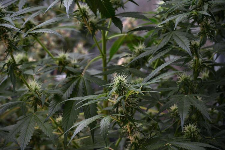 Pheno B Amnesia Haze Auto by Zamnesia. Week 9 - Amnesia Haze Auto  Pheno B 