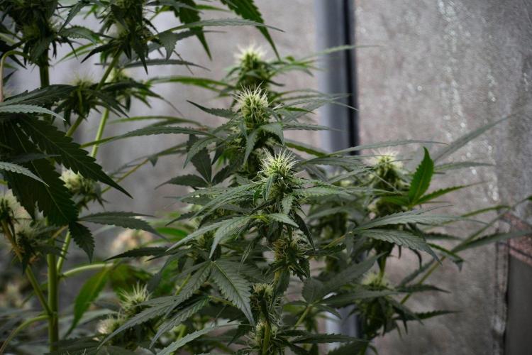 Pheno B Amnesia Haze Auto by Zamnesia. Week 9 - Amnesia Haze Auto  Pheno B 