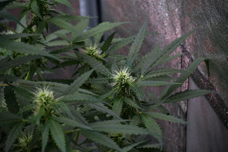 Pheno B Amnesia Haze Auto by Zamnesia. Week 9 - Amnesia Haze Auto  Pheno B 