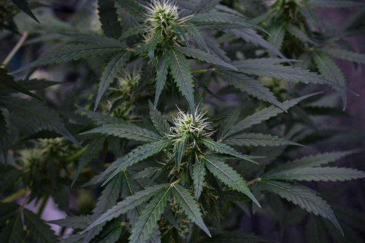 Pheno B Amnesia Haze Auto by Zamnesia. Week 9 - Amnesia Haze Auto  Pheno B 