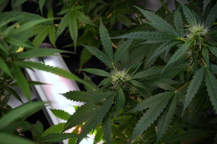 Pheno B Amnesia Haze Auto by Zamnesia. Week 9 - Amnesia Haze Auto  Pheno B 