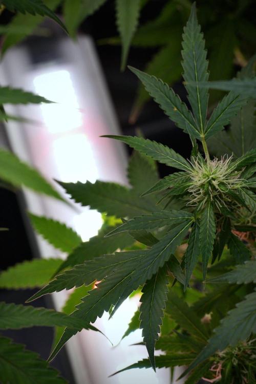 Pheno B Amnesia Haze Auto by Zamnesia. Week 9 - Amnesia Haze Auto  Pheno B 
