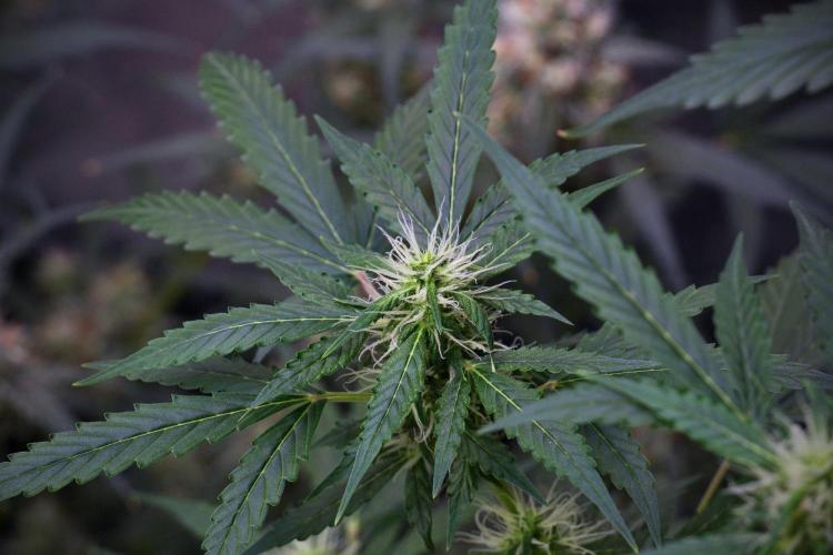 Pheno B Amnesia Haze Auto by Zamnesia. Week 9 - Amnesia Haze Auto  Pheno B 