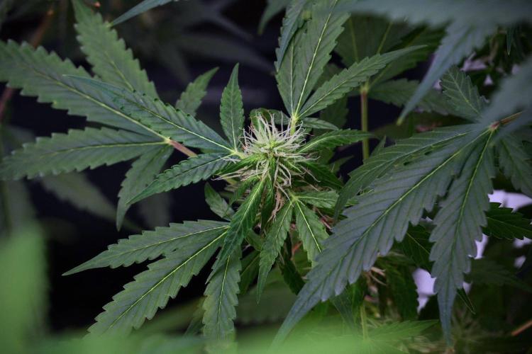 Pheno B Amnesia Haze Auto by Zamnesia. Week 9 - Amnesia Haze Auto  Pheno B 