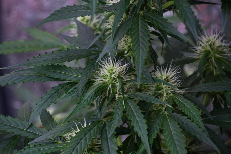Pheno B Amnesia Haze Auto by Zamnesia. Week 9 - Amnesia Haze Auto  Pheno B 