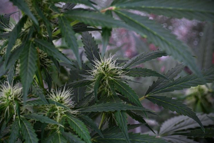 Pheno B Amnesia Haze Auto by Zamnesia. Week 9 - Amnesia Haze Auto  Pheno B 