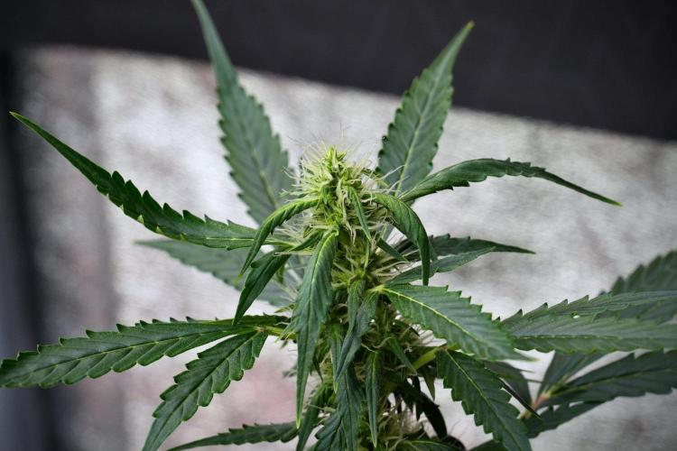 Pheno B Amnesia Haze Auto by Zamnesia. Week 9 - Amnesia Haze Auto  Pheno B 