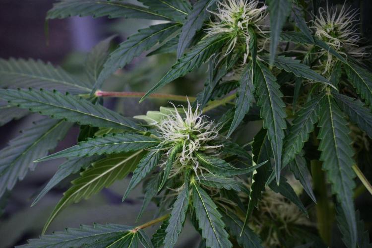 Pheno B Amnesia Haze Auto by Zamnesia. Week 9 - Amnesia Haze Auto  Pheno B 
