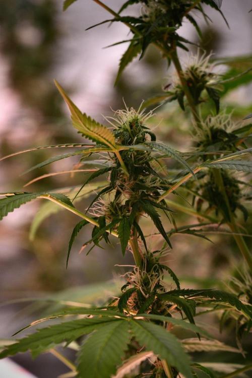 Pheno B Amnesia Haze Auto by Zamnesia. Week 9 - Amnesia Haze Auto  Pheno B 