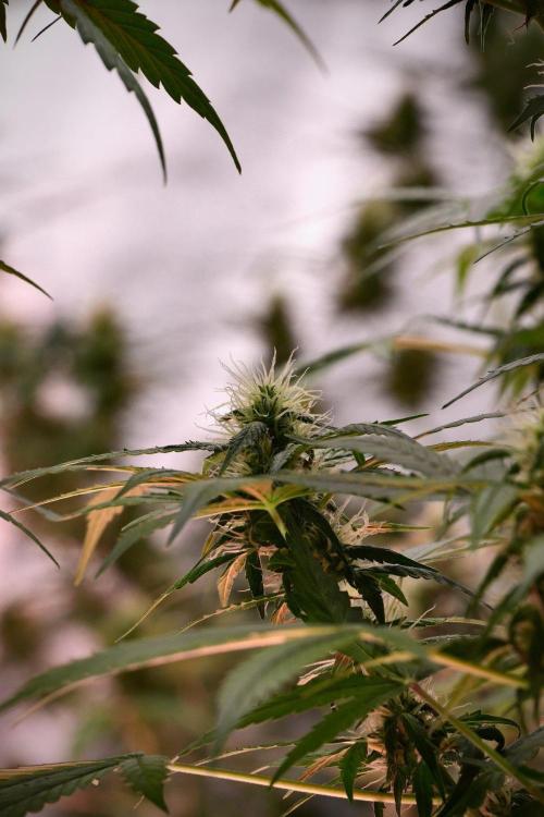 Pheno B Amnesia Haze Auto by Zamnesia. Week 9 - Amnesia Haze Auto  Pheno B 