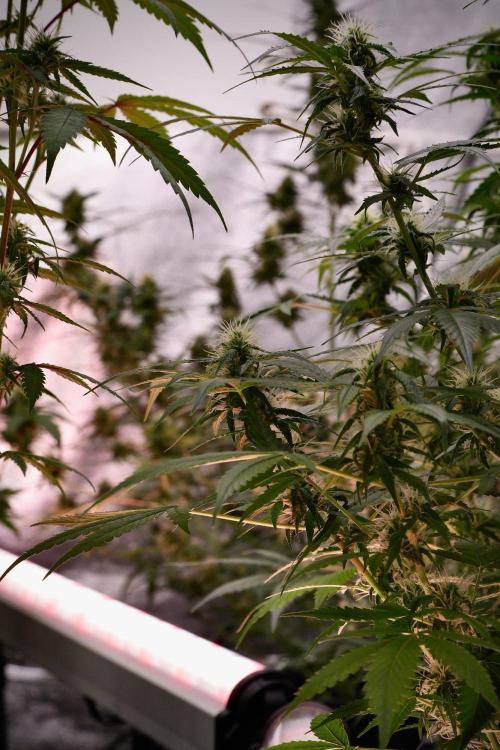 Pheno B Amnesia Haze Auto by Zamnesia. Week 9 - Amnesia Haze Auto  Pheno B 