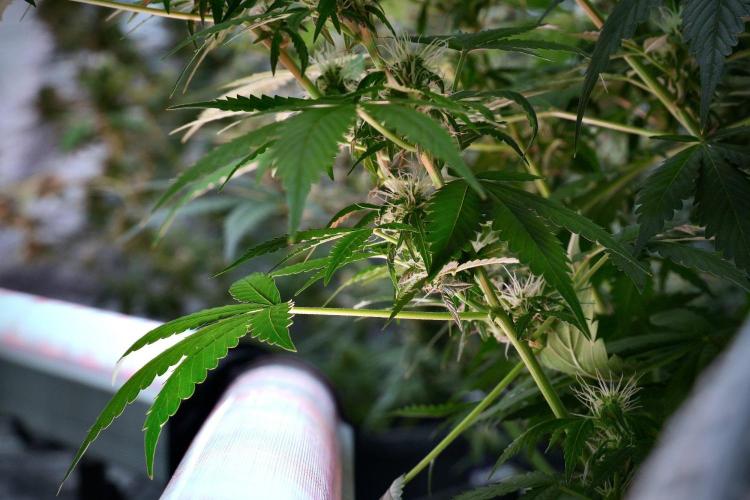 Pheno B Amnesia Haze Auto by Zamnesia. Week 9 - Amnesia Haze Auto  Pheno B 