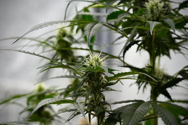 Pheno B Amnesia Haze Auto by Zamnesia. Week 9 - Amnesia Haze Auto  Pheno B 