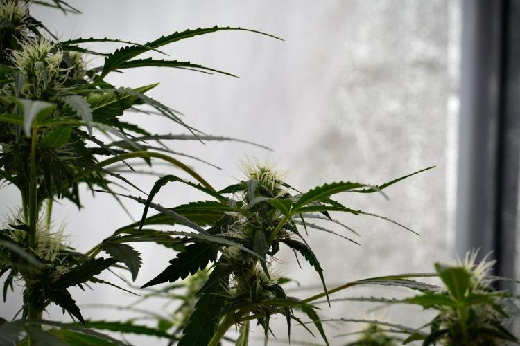 Pheno B Amnesia Haze Auto by Zamnesia. Week 9 - Amnesia Haze Auto  Pheno B 