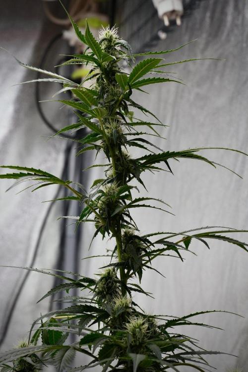Pheno B Amnesia Haze Auto by Zamnesia. Week 9 - Amnesia Haze Auto  Pheno B 