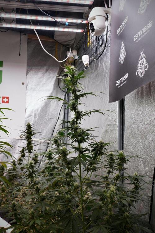 Pheno B Amnesia Haze Auto by Zamnesia. Week 9 - Amnesia Haze Auto  Pheno B 