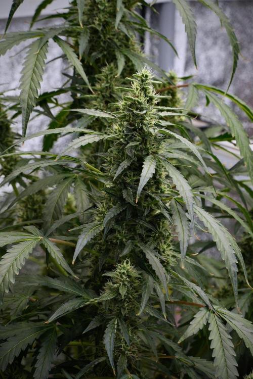 Black Diamond Auto By Zamnesia Pheno A. Week 9 - Black Diamond Auto ac Pheno A