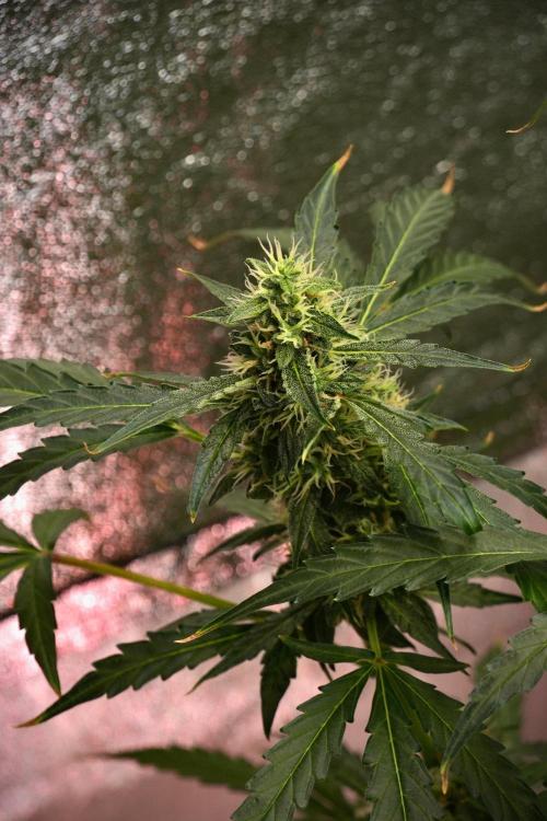Black Diamond Auto By Zamnesia Pheno A. Week 9 - Black Diamond Auto ac Pheno A
