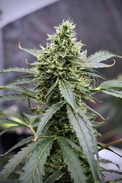 Black Diamond Auto By Zamnesia Pheno A. Week 9 - Black Diamond Auto ac Pheno A