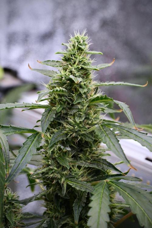 Black Diamond Auto By Zamnesia Pheno A. Week 9 - Black Diamond Auto ac Pheno A