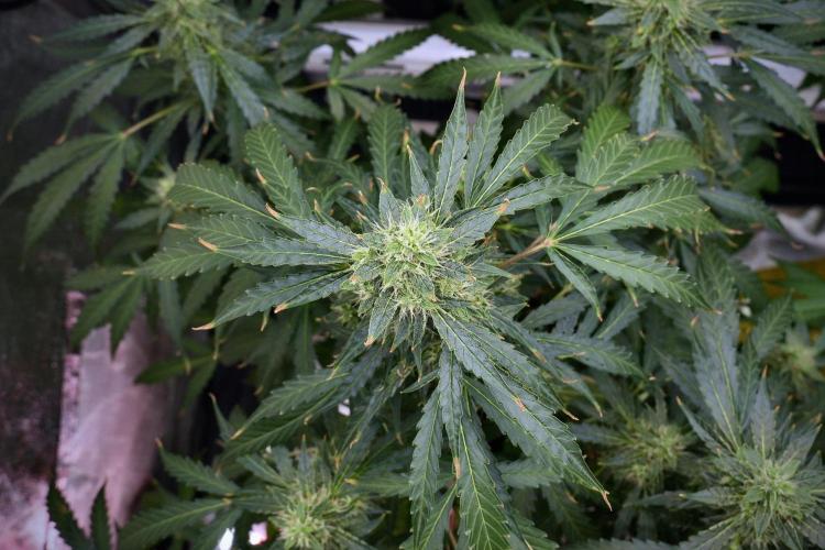 Black Diamond Auto By Zamnesia Pheno A. Week 9 - Black Diamond Auto ac Pheno A