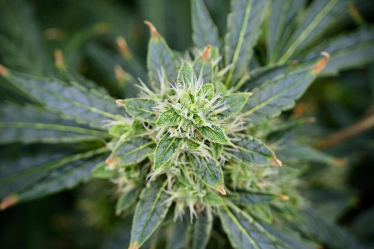 Black Diamond Auto By Zamnesia Pheno A. Week 9 - Black Diamond Auto ac Pheno A