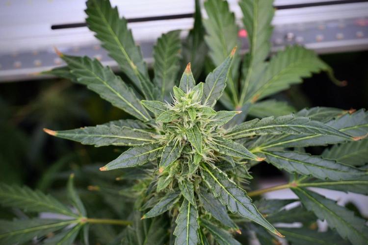 Black Diamond Auto By Zamnesia Pheno A. Week 9 - Black Diamond Auto ac Pheno A