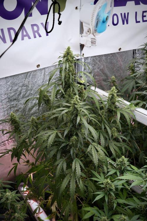 Black Diamond Auto By Zamnesia Pheno A. Week 9 - Black Diamond Auto ac Pheno A